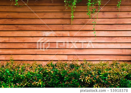 Syzygium Australe tree on wood wall,Brush Cherry, Syzygium Australe tree on wood wall,Brush Cherry, 53918378