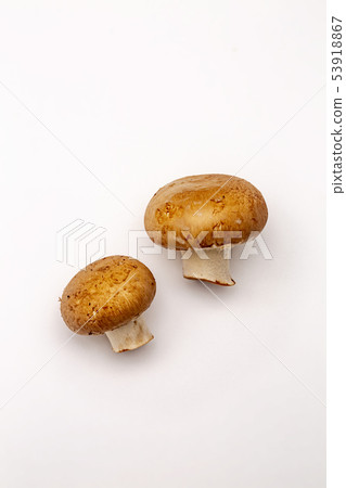 布朗蘑菇_ 01 布朗蘑菇_ 01 53918867