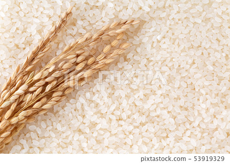 Rice Rice 53919329