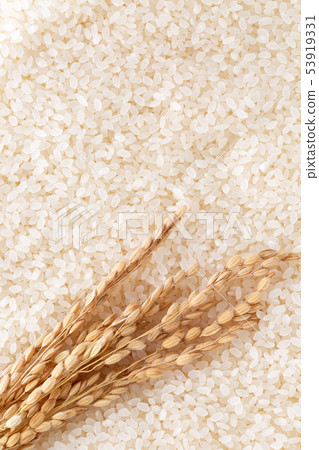 Rice Rice 53919331