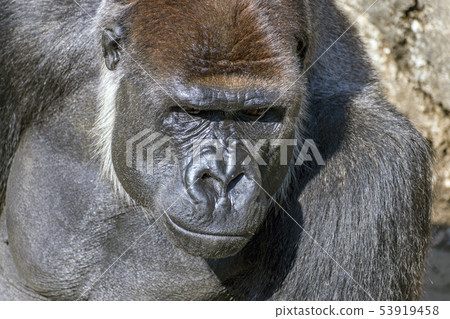 大猩猩小雞 大猩猩小雞 53919458