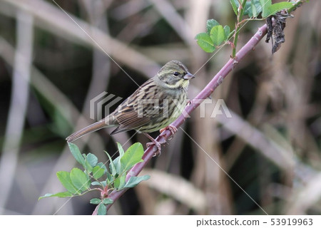 Aoji winter winter bird wild bird Aoji winter winter bird wild bird 53919963