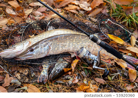 Freshwater pike fish. Two Freshwater pikes fish 53920360