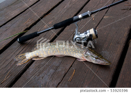Freshwater pike and fishing equipment lies on 53920396