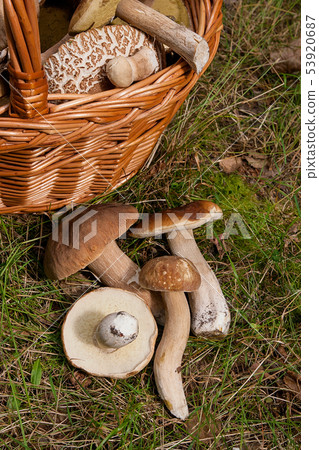 Several Porcini mushrooms (Boletus edulis, cep, 53920687