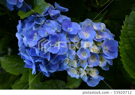 hydrangea   53920712