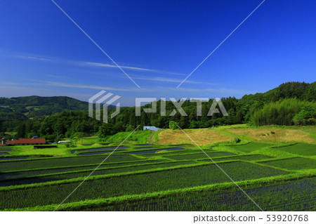 Ichinoseki City Tanada的新鮮綠色Yamabuki 53920768