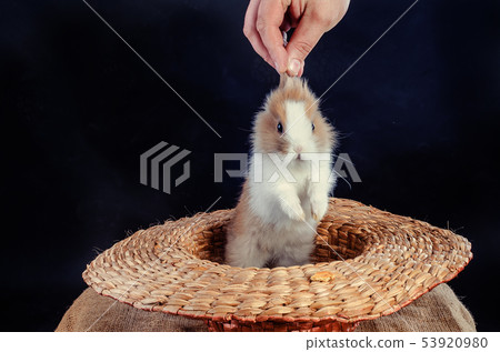 Easter Bunny - Isolated Set 53920980