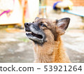 Portrait of young crossbreed dog,Look at something 53921264