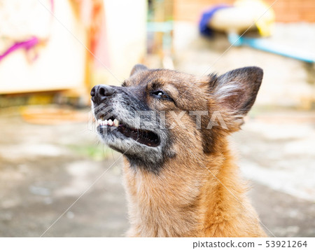 Portrait of young crossbreed dog,Look at something 53921264