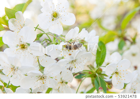 Bee collects nectar and pollen on a blossoming Bee collects nectar and pollen on a blossoming 53921478