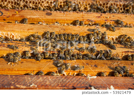 Close up view of the bees swarming on a honeycomb. 53921479