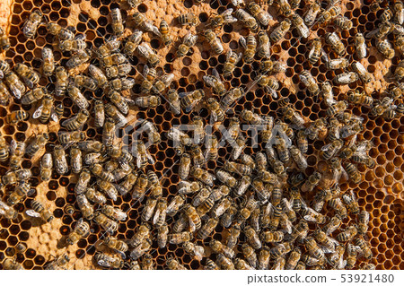 Busy bees inside hive with sealed cells for their Busy bees inside hive with sealed cells for their 53921480
