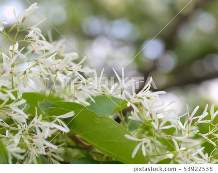 Up of the flower of Hinatsubagago 53922538