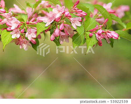 Taniugi's flower Taniugi's flower 53922539