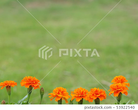 Marigold flower 53922540