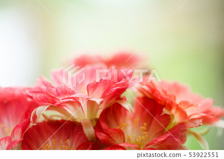 Closeup beautiful red Lobivia cactus flower Closeup beautiful red Lobivia cactus flower 53922551