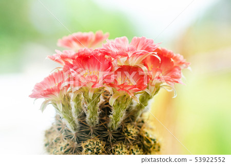 Closeup beautiful red Lobivia cactus flower Closeup beautiful red Lobivia cactus flower 53922552