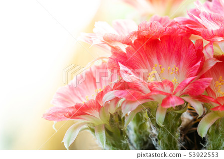 Closeup beautiful red Lobivia cactus flower  53922553