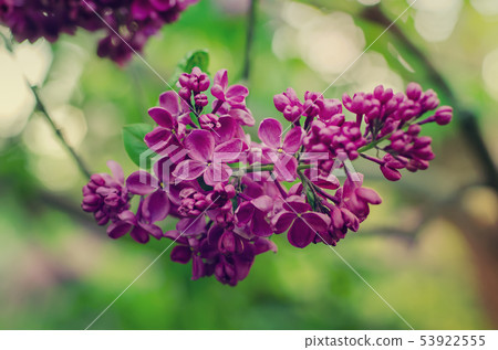 Spring lilac flowers Spring lilac flowers 53922555