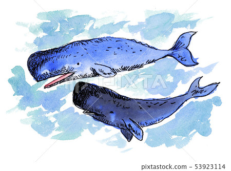 抹香鯨 海 大海 53923114