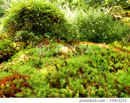 Sakamoto Liobo Garden Shoujin Sakamoto Liobo Garden Shoujin 53923251