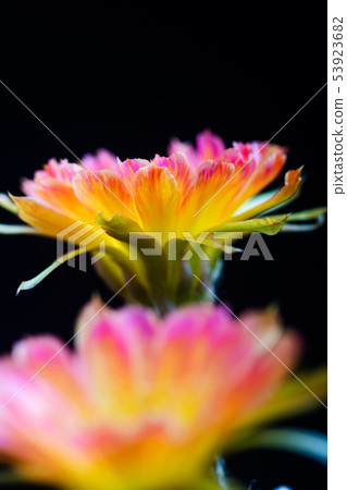 Closeup beautiful blooming Lobivia cactus flower 53923682