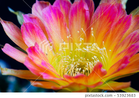 Closeup beautiful blooming Lobivia cactus flower 53923683