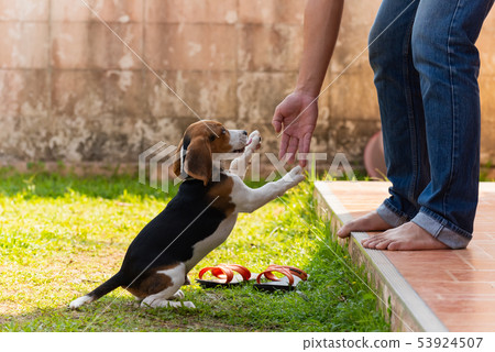 cute beagle puppy playing with owner 53924507