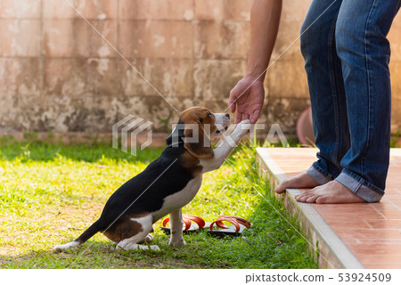 cute beagle puppy playing with owner 53924509