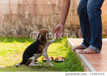 cute beagle puppy playing with owner 53924510