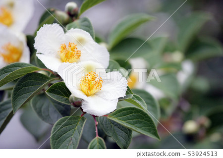 Sharanoki Sala Natsukaze Sharanoki Sala Natsukaze 53924513