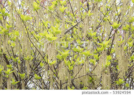 Hachi kibushi 53924594