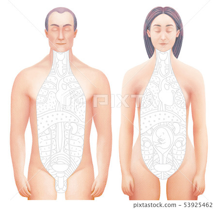 Vector illustarrion of sected hand drawn anatomy models 53925462