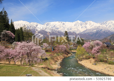 Cherry blossoms of Hakuba Oide Suspension Bridge 53925780