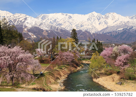 Cherry blossoms of Hakuba Oide Suspension Bridge 53925782