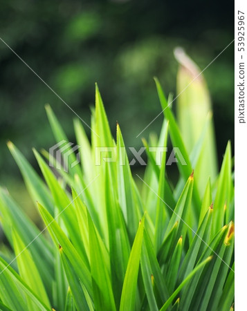Pandan Leaves, Pandanus amaryllifolius Roxb plant 53925967