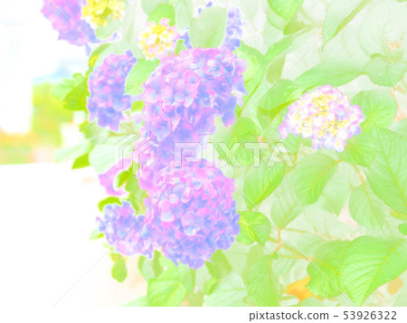 繡球花繡球花6月 53926322