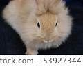 Fluffy rabbit 53927344