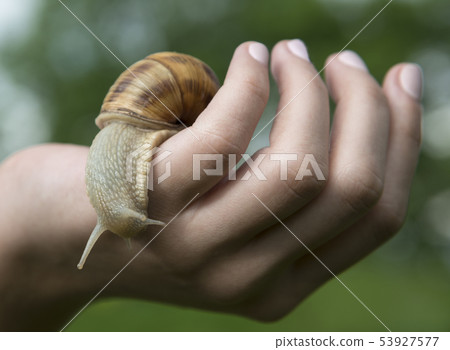 Someone took a snail in his hand 53927577