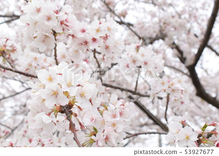 Cherry Blossoms 53927677