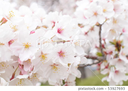 Cherry Blossoms Cherry Blossoms 53927693