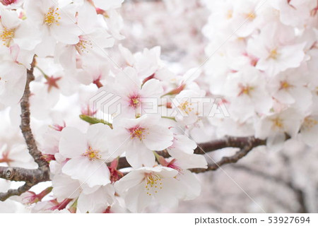 Cherry Blossoms Cherry Blossoms 53927694