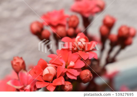Flowers Flowers 53927695