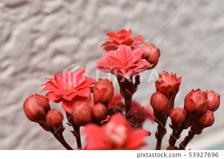 Flowers Flowers 53927696