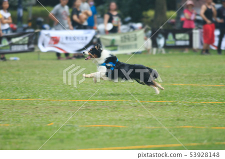 狗狗,狗,飛盤 53928148