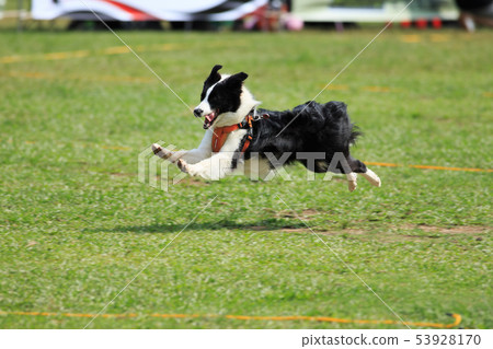 狗狗,狗,飛盤 53928170