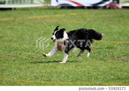 Dog, dog, frisbee 53928171
