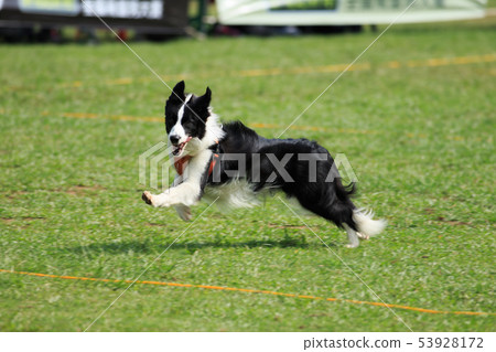 狗狗,狗,飛盤 53928172