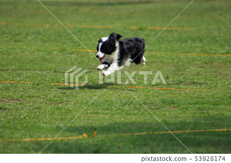 狗狗,狗,飛盤 53928174